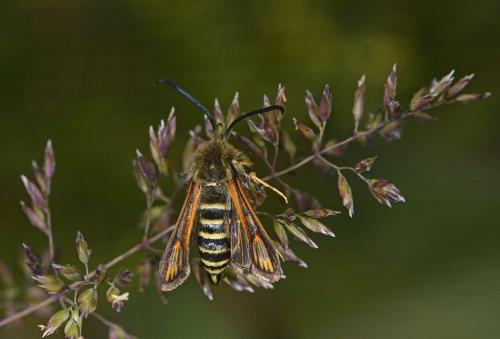 Bembecia sp.